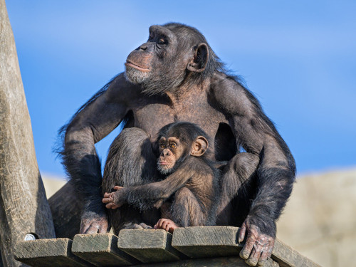 Chimpanzee and baby.