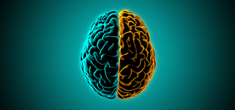 Illustration of human brain.