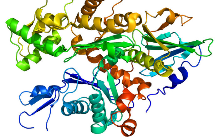 Gelsoline (GSN) protein based on rendering of protein data bank (PDB), 1c0f.