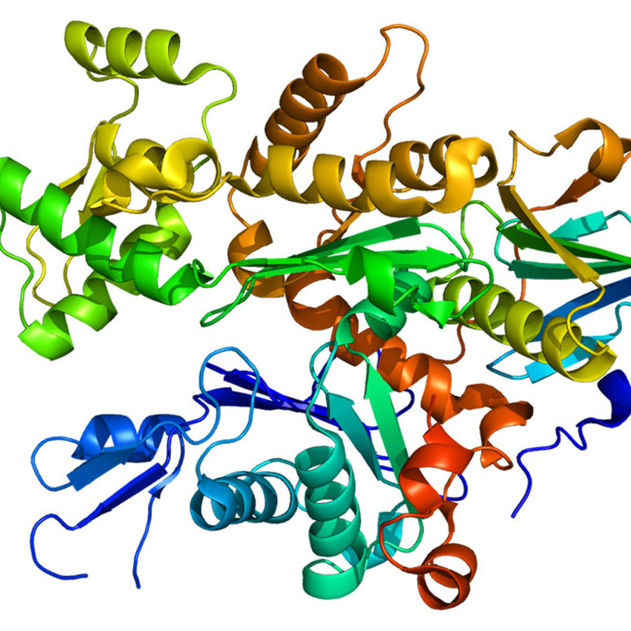 Gelsoline (GSN) protein based on rendering of protein data bank (PDB), 1c0f.