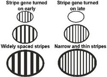 Stripe patterns.