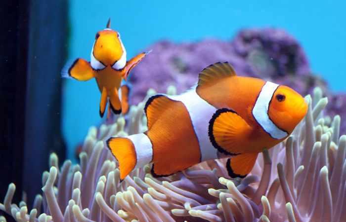 Clownfish.