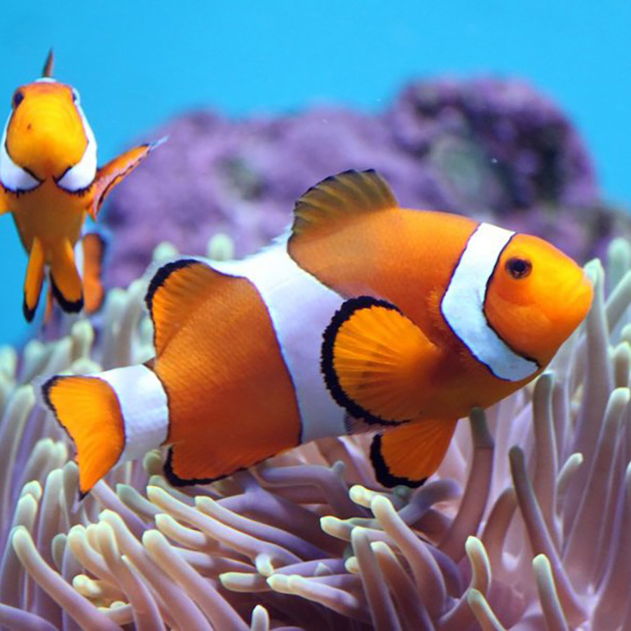 Clownfish.