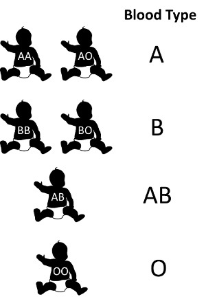 Blood types, Type A, B, AB & O