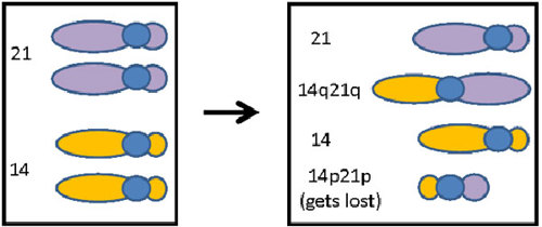 Translocation.