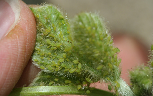 Soybean aphids on a plant