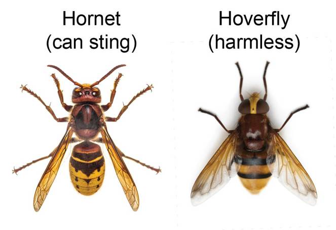 Pictures of a hornet, which can sting, and a hoverfly, which cannot, showing their visual similarities, especially their striped yellow and black patterning.