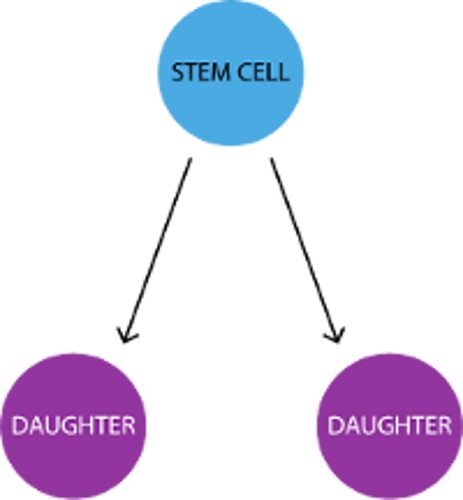 Stem cell