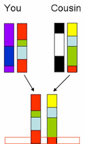 Chromosome comparison