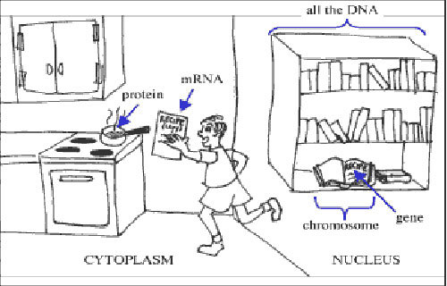 DNA as a cookbook.