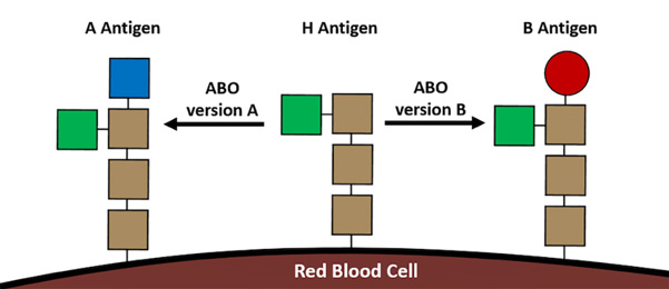 Diagram of how the H antigen can be changed into either A or B.
