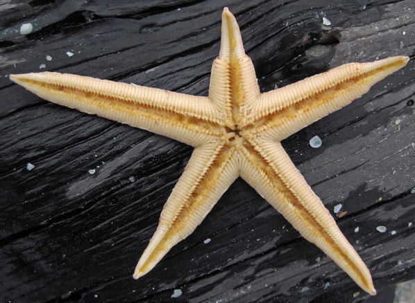 Starfish with a regrowing arm.