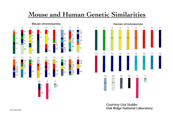 Mouse and human chromosomes.