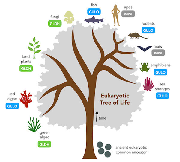 A tree of life, showing the GULO gene in red algae, fish, rodents, amphibians, and sea sponges. The GLDH gene is present in green algae, plants, and fungi. Apes and bats have neither.