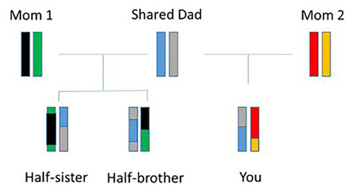A possible outcome of children from mom 1, mom 2, and a shared dad.