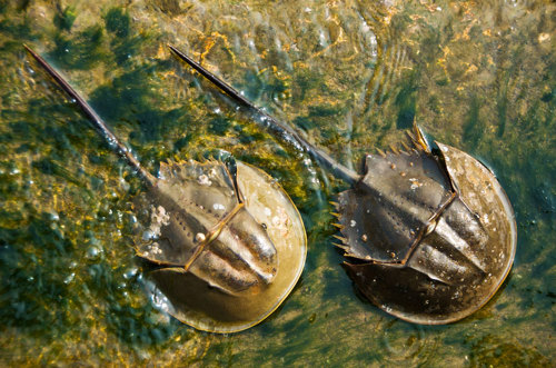 Two horseshoe crabs swimming side by side.