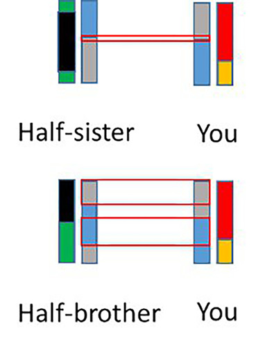 Sharing possible DNA between half-siblings.