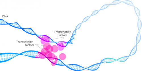 Transcription factors on DNA. Diagram.