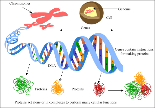 Chromosome, genes, DNA, and proteins.