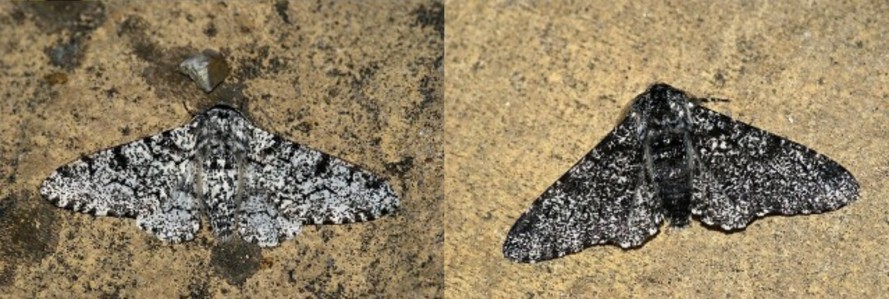 On the left, a small white moth with many black spots. On the right, a black moth with many white spots. Both are set against a tan-beige background.