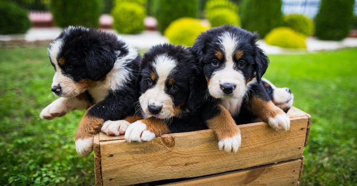 Three puppies.