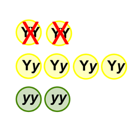 2 yellow peas (YY) with red X’s, 4 yellow peas (Yy) without X’s, and 2 green peas (yy).