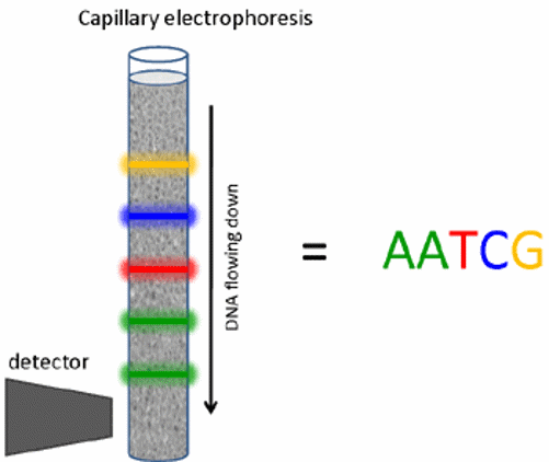 Electrophoresis capillary.