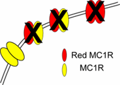 MC1R protein pairs in a cell membrane