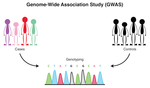 Two groups of people: one control group and one case group. There are arrows from both groups pointing towards a graphical representation of genotyping.