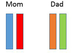 Chromosomes for mom and dad.