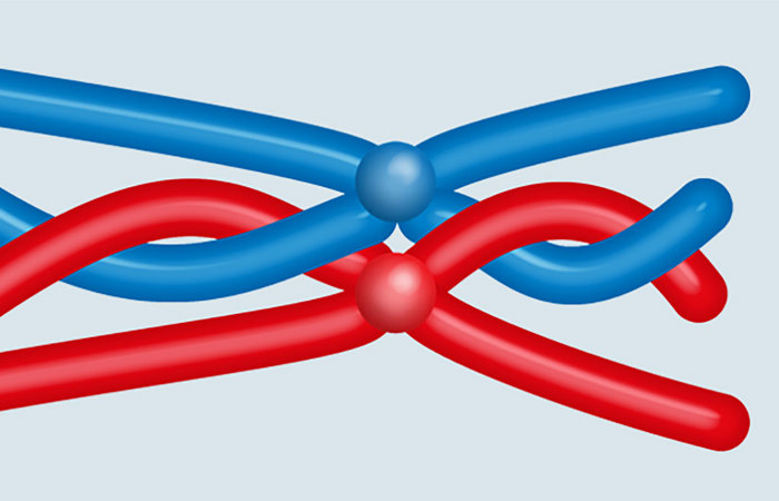 Crossing over diagram.