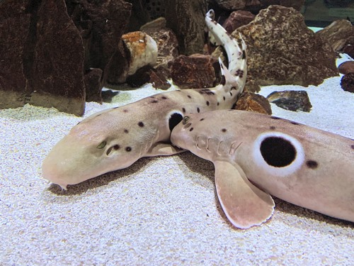 Image of two Epaulette sharks at an Aquarium.
