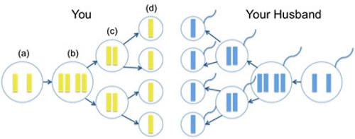 Meiosis