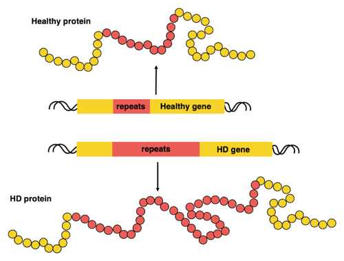 A normal vs longer huntingtin protein.