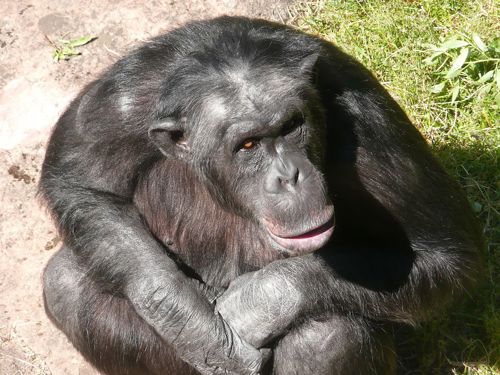 Chimpanzee