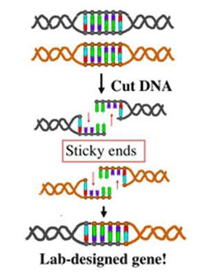 Cutting and ligating DNA.