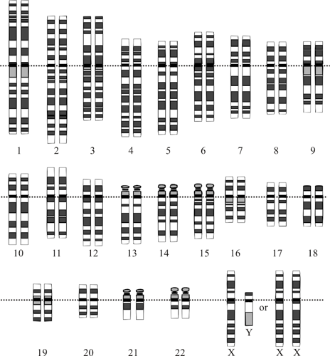 Human karyotype.