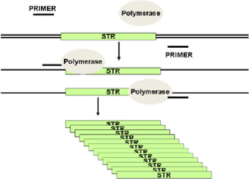 Schematic of an STR on a strand of DNA being copied using PCR.