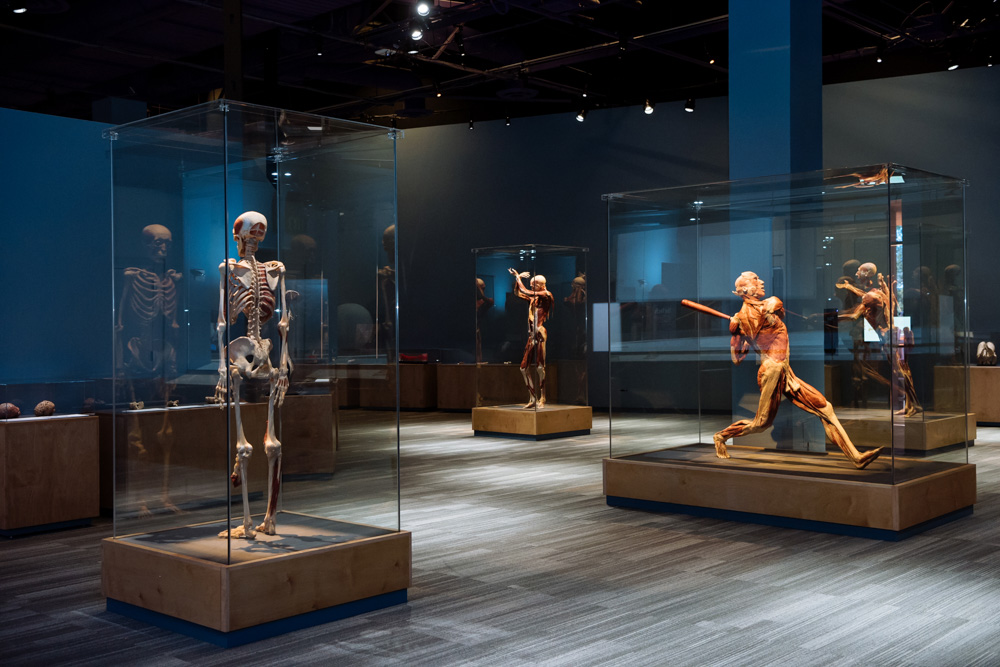 body worlds virtual tour