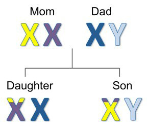 XY inheritance.