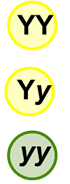 YY=yellow, Yy=yellow, yy=green.