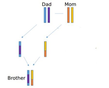 Chromosome inheritance.