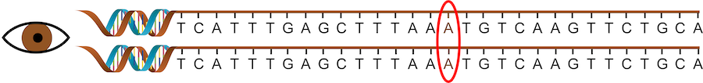 Two “A” sequences of OCA2 in a person with brown eyes.