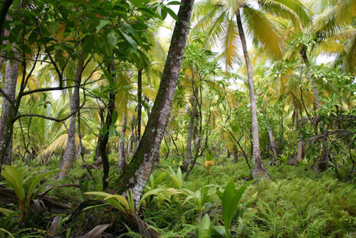 Dense tropical forest
