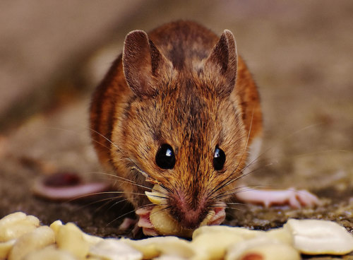 Brown mouse.
