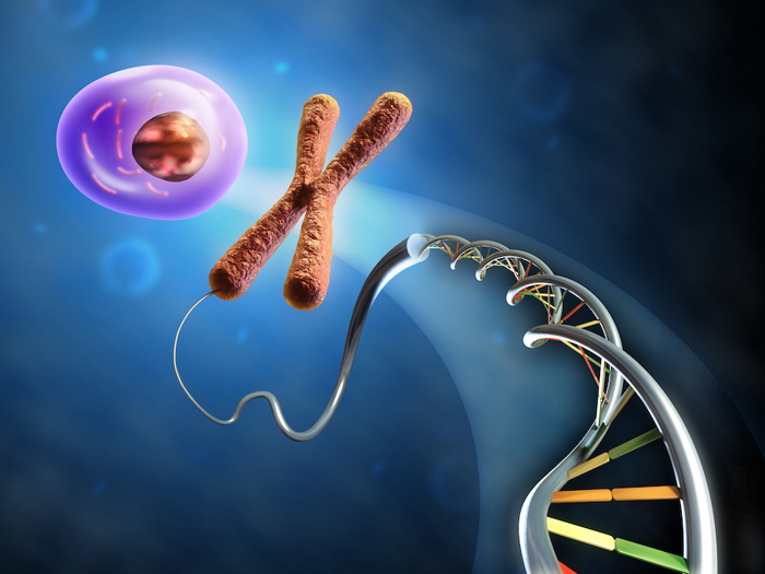 DNA chromosome.