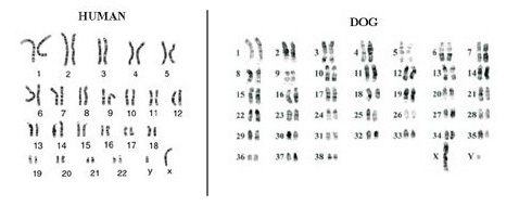 Chromosomes from a male human compared to a male dog.