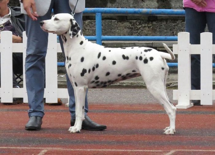 Dalmatian.