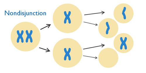 Nondisjunction.