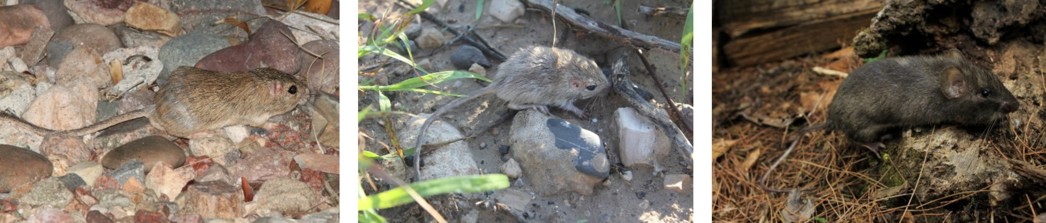 There are three images of pocket mice. The left shows a desert pocket mouse, which has a reddish-brown coat matching the rocks it stands on. The middle shows a Chihuahuan pocket mouse which has a sandy beige coat matching the sand and rocks it stands on. The right shows a Nelson’s spiny pocket mouse which has a dark brown coat matching the dirt, pine needles, and rocks it is surrounded by.